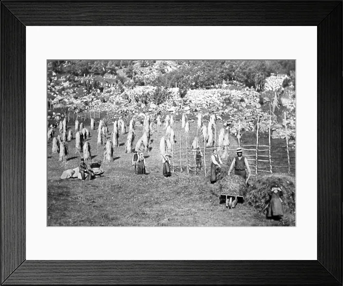 Framed Print : Haymaking in Indal, Gjovik, Norway Framed Print : Haymaking in Indal, Gjovik, Norway