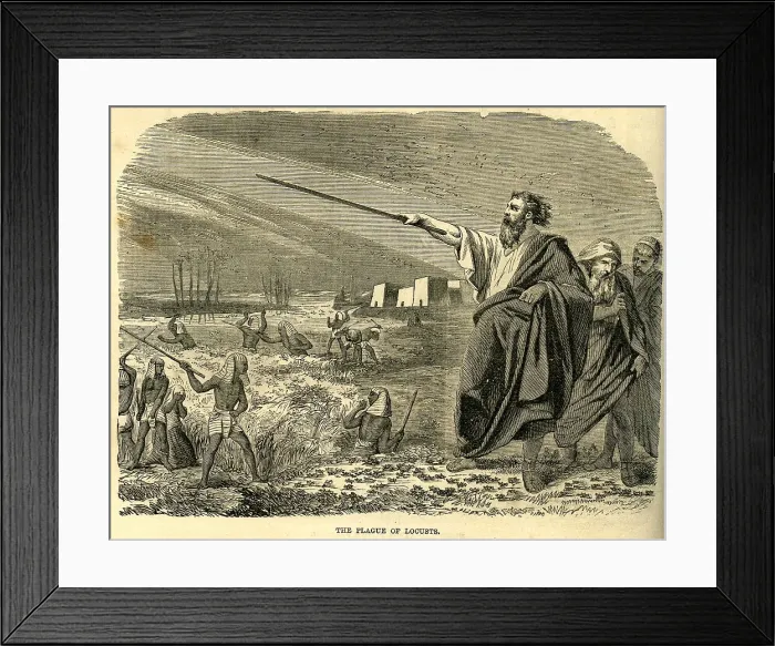 Framed Print : Plague of Locusts - Egypt Framed Print : Plague of Locusts - Egypt
