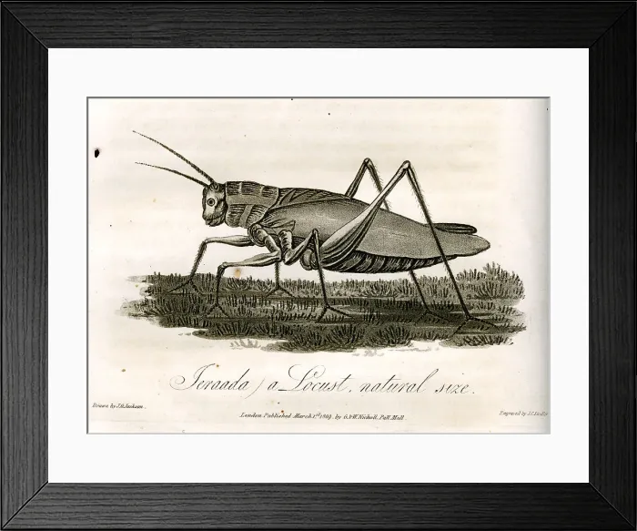Framed Print : Locust Framed Print : Locust