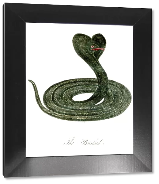 The Buskah (Snake)
