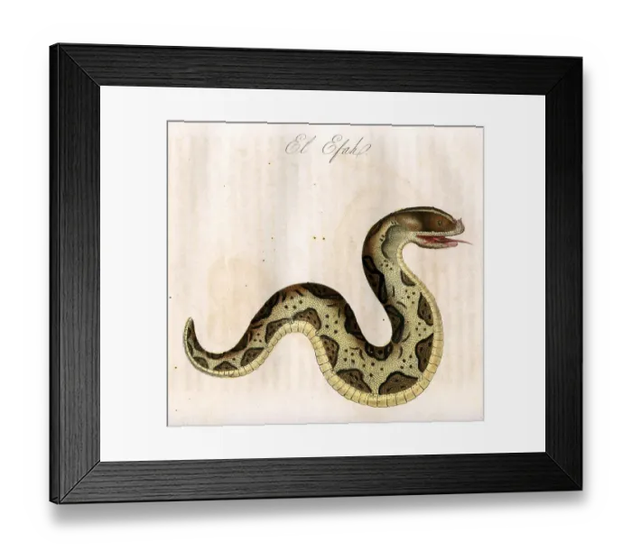 Framed Print : El Efah (Snake) Framed Print : El Efah (Snake)