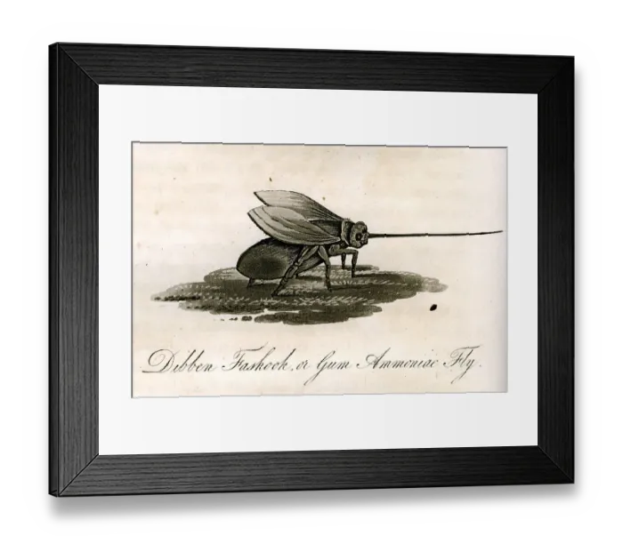 Framed Print : Dibben Fashook Or Gum Ammoniac Fly Framed Print : Dibben Fashook Or Gum Ammoniac Fly