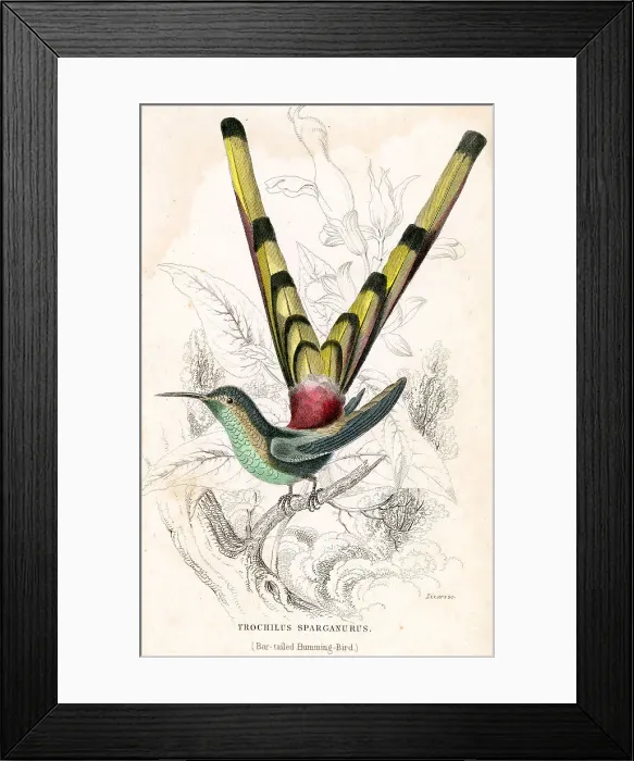 Framed Print : Bar Tailed Humming Bird Framed Print : Bar Tailed Humming Bird