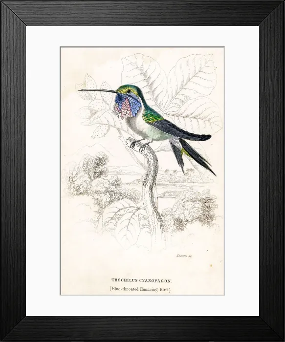 Framed Print : Blue Throated Humming Bird Framed Print : Blue Throated Humming Bird