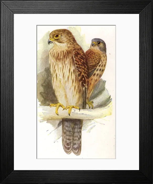 Framed Print : Kestrel