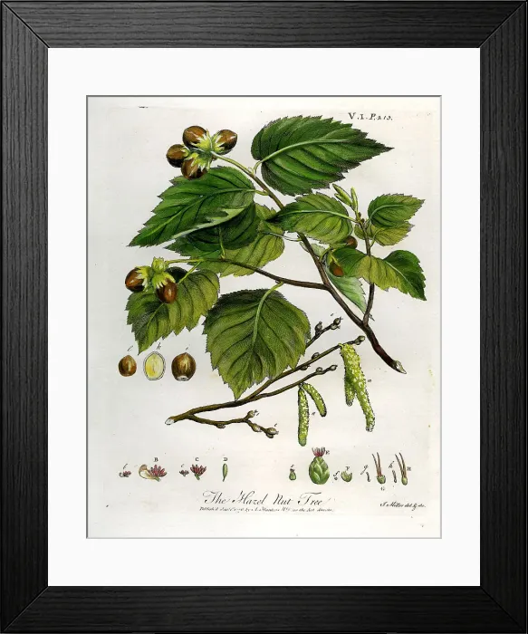 Framed Print : Hazel Nut Tree Framed Print : Hazel Nut Tree