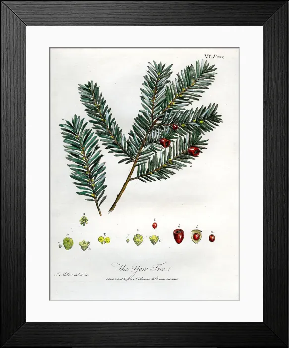 Framed Print : Yew Tree Framed Print : Yew Tree