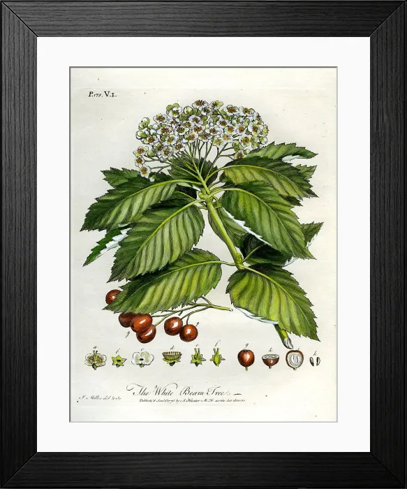 Framed Print : White Beam Tree Framed Print : White Beam Tree