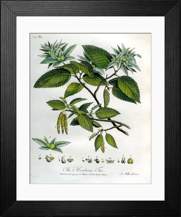 Framed Print : Hornbeam Tree Framed Print : Hornbeam Tree