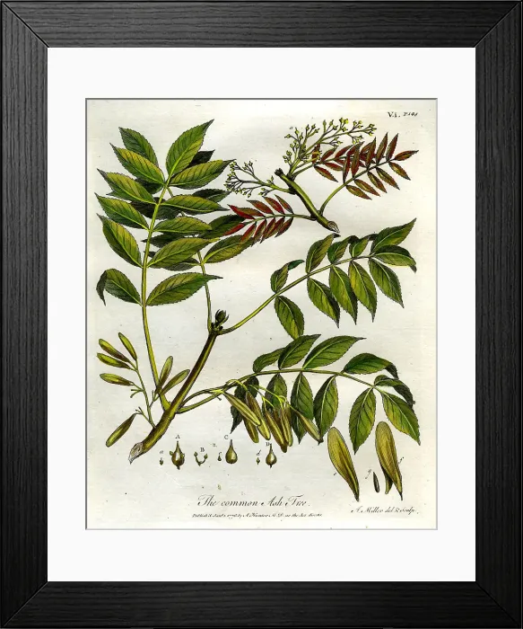 Framed Print : Common Ash Tree Framed Print : Common Ash Tree