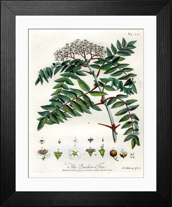 Framed Print : Quicken Tree Framed Print : Quicken Tree
