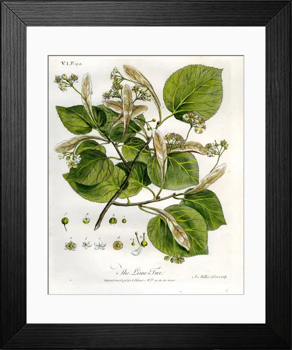 Framed Print : Lime Tree Framed Print : Lime Tree
