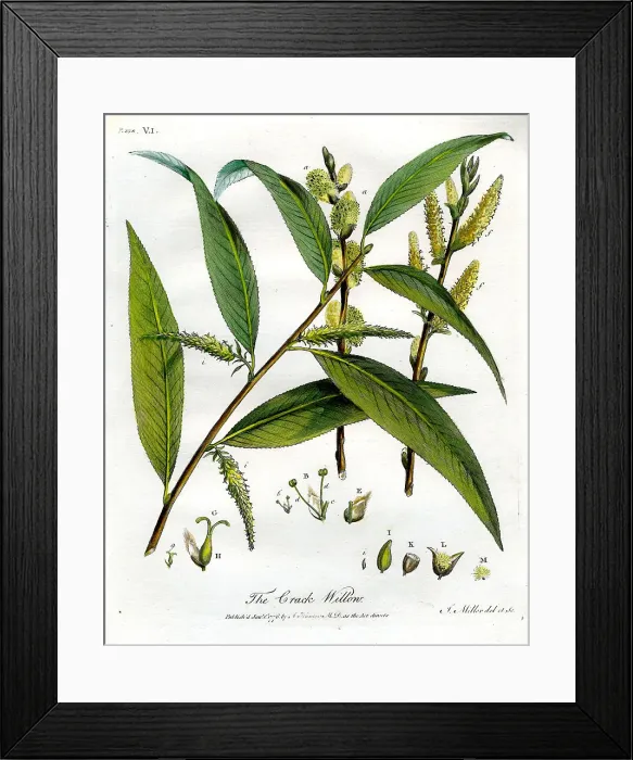 Framed Print : Crack Willow Framed Print : Crack Willow