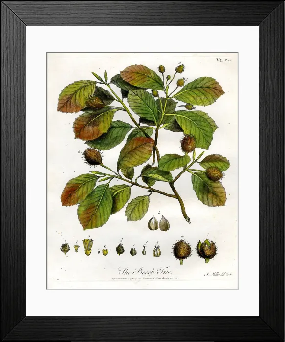 Framed Print : Beech Tree Framed Print : Beech Tree