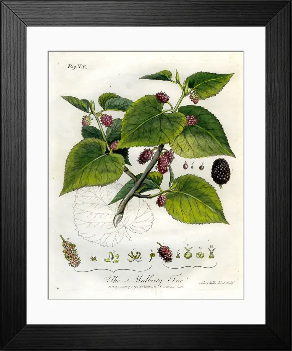 Framed Print : Mulberry Tree Framed Print : Mulberry Tree