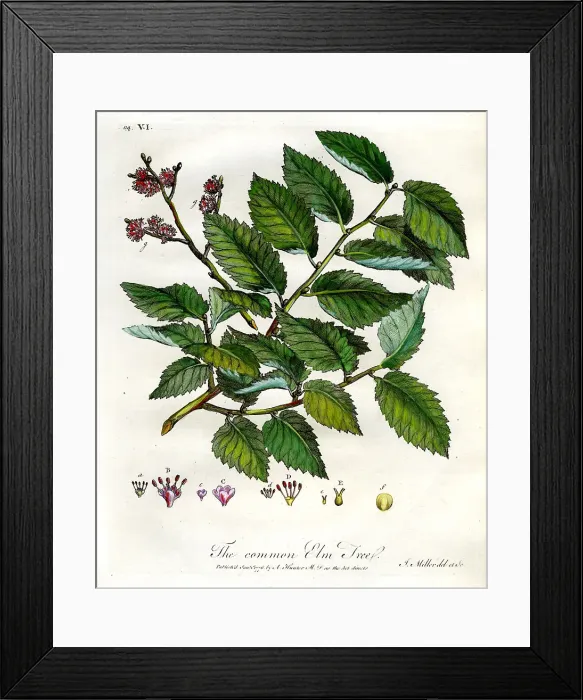 Framed Print : Common Elm Tree Framed Print : Common Elm Tree