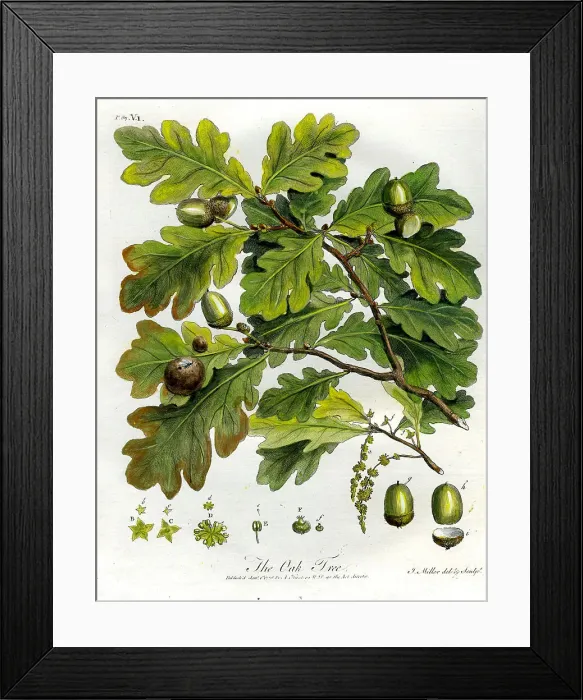 Framed Print : Oak Tree Framed Print : Oak Tree