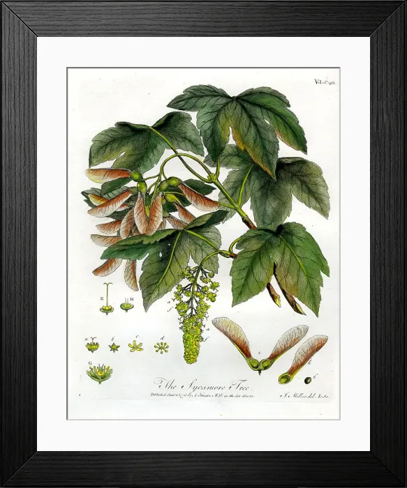 Framed Print : Sycamore Tree Framed Print : Sycamore Tree
