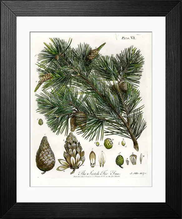 Framed Print : Scotch Fir Tree Framed Print : Scotch Fir Tree