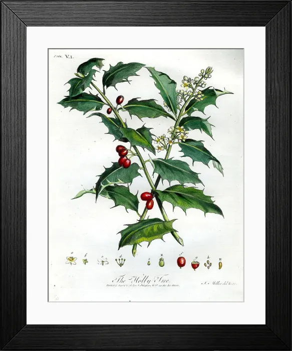 Framed Print : Holly Tree Framed Print : Holly Tree