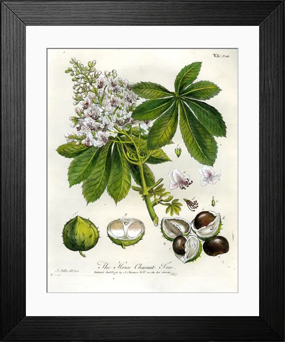 Framed Print : Horse Chestnut Tree Framed Print : Horse Chestnut Tree