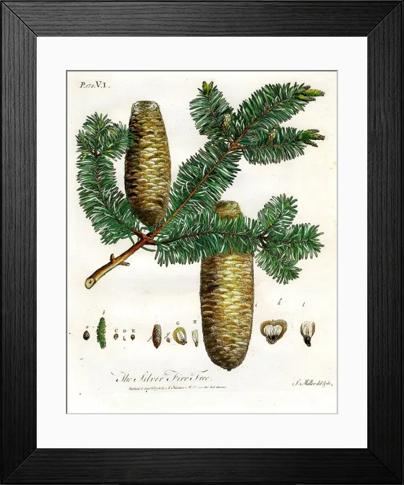 Framed Print : Silver Fir Tree Framed Print : Silver Fir Tree
