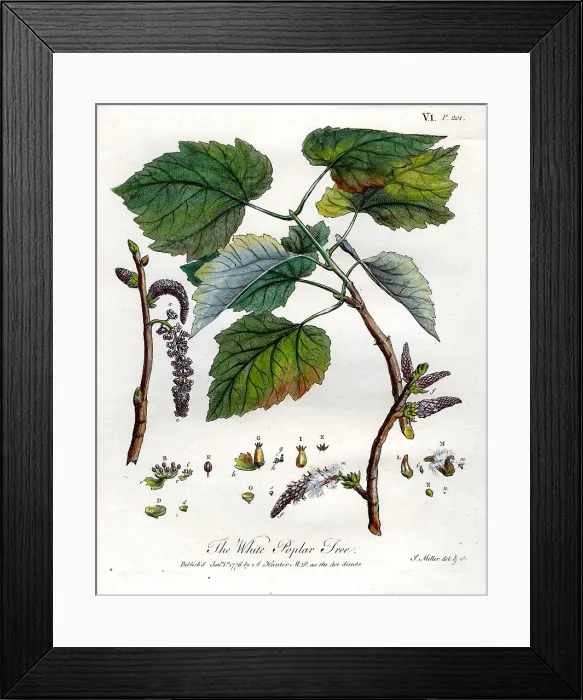 Framed Print : White Poplar Tree Framed Print : White Poplar Tree
