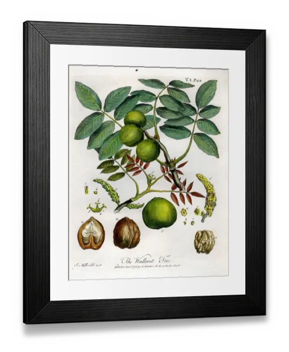 Framed Print : Walnut Tree Framed Print : Walnut Tree