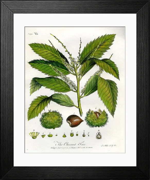 Framed Print : Chesnut Tree Framed Print : Chesnut Tree