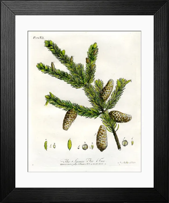 Framed Print : Spruce Fir Tree Framed Print : Spruce Fir Tree