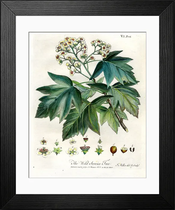Framed Print : Wild Service Tree Framed Print : Wild Service Tree