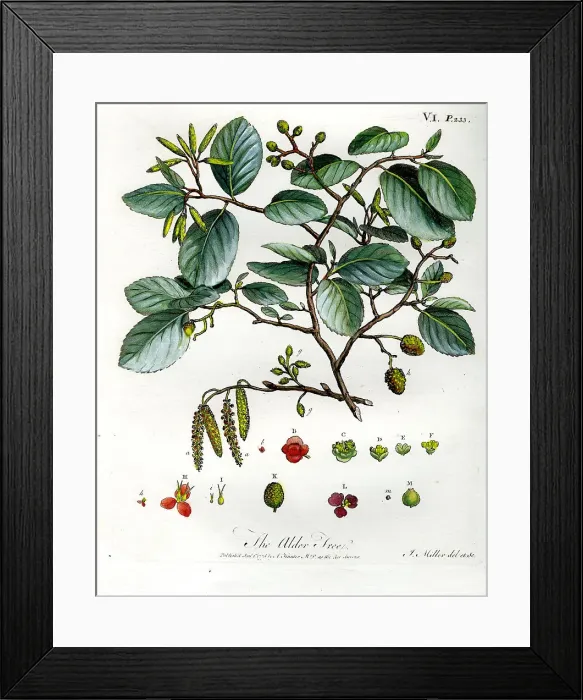 Framed Print : Alder Tree Framed Print : Alder Tree