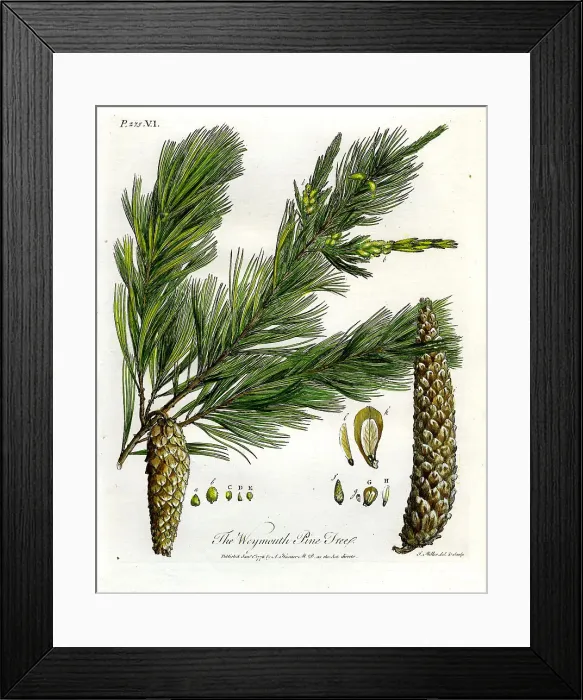 Framed Print : Weymouth Pine Tree Framed Print : Weymouth Pine Tree