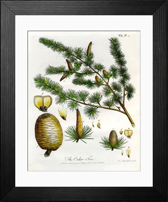 Framed Print : Cedar Tree Framed Print : Cedar Tree
