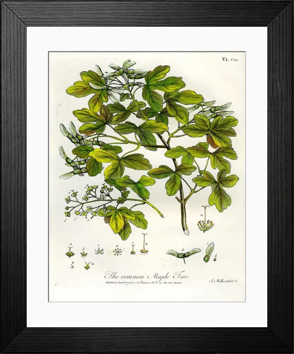 Framed Print : Common Maple Tree Framed Print : Common Maple Tree
