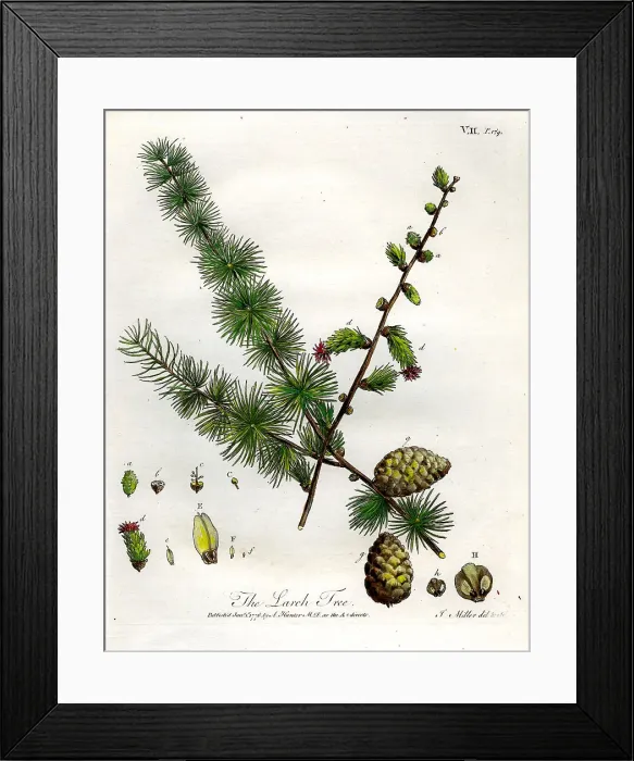 Framed Print : Larch Tree Framed Print : Larch Tree