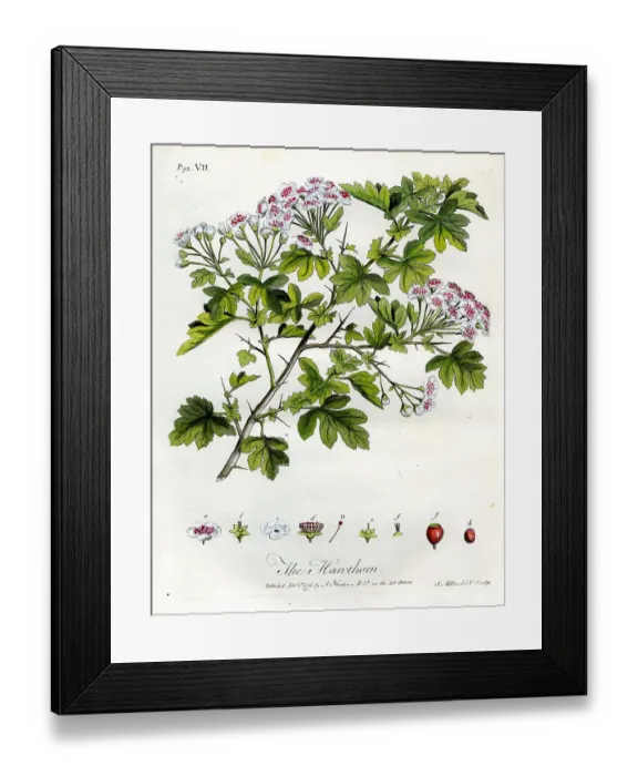 Framed Print : Hawthorn Tree Framed Print : Hawthorn Tree