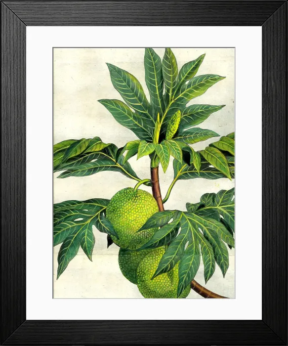 Framed Print : Bread Fruit Framed Print : Bread Fruit