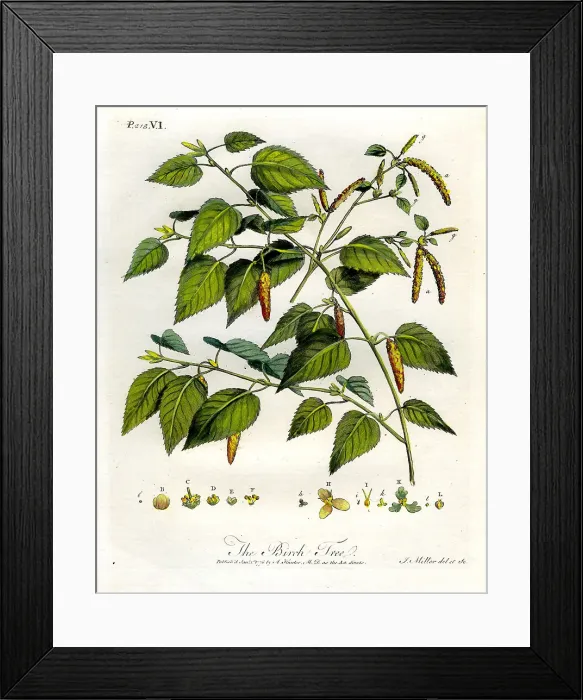 Framed Print : Birch Tree Framed Print : Birch Tree