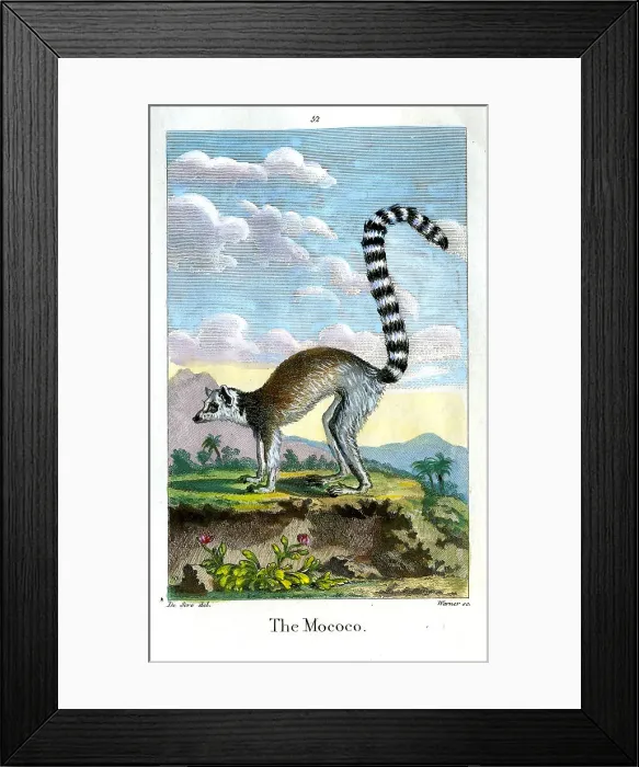 Framed Print : Mococo Framed Print : Mococo