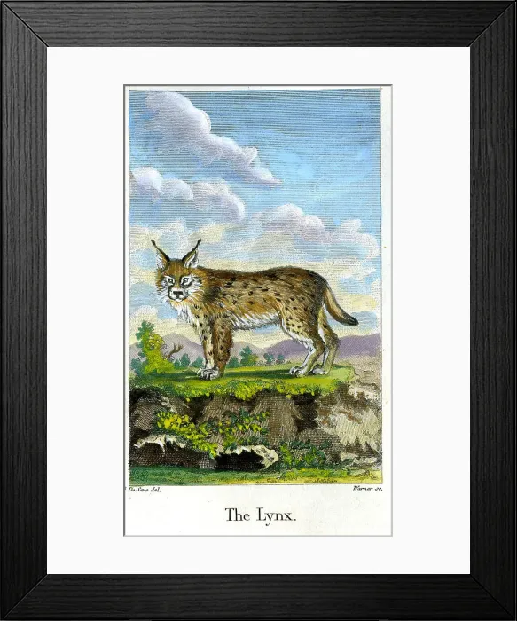 Framed Print : Lynx Framed Print : Lynx