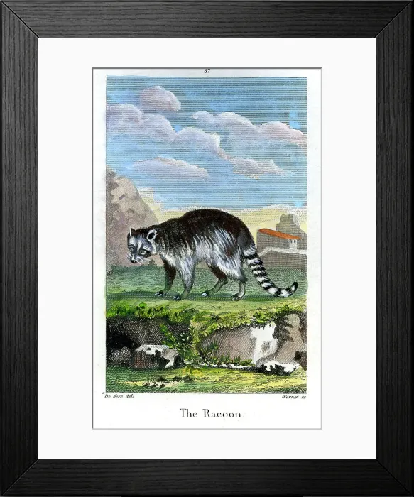Framed Print : Racoon Framed Print : Racoon