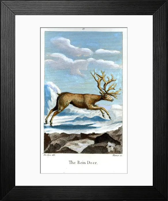 Framed Print : Reindeer Framed Print : Reindeer