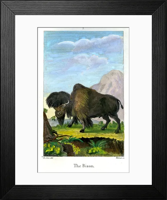 Framed Print : Bison