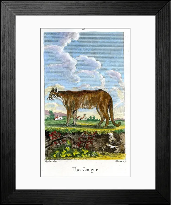 Framed Print : Cougar Framed Print : Cougar