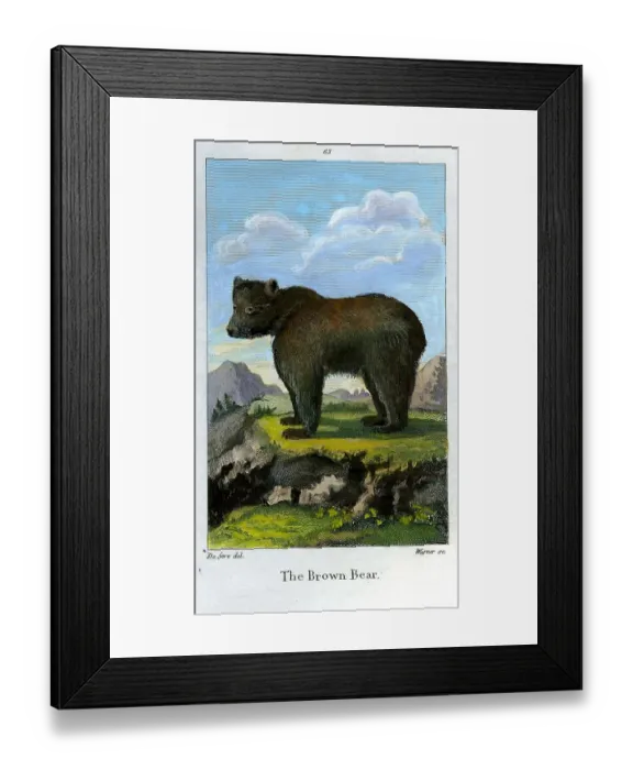 Framed Print : Brown Bear Framed Print : Brown Bear