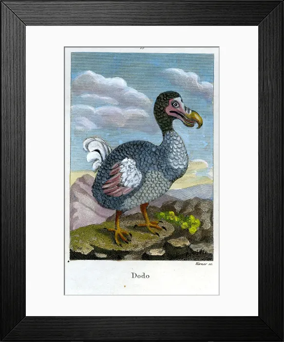 Framed Print : Dodo Framed Print : Dodo