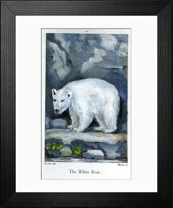 Framed Print : White Bear