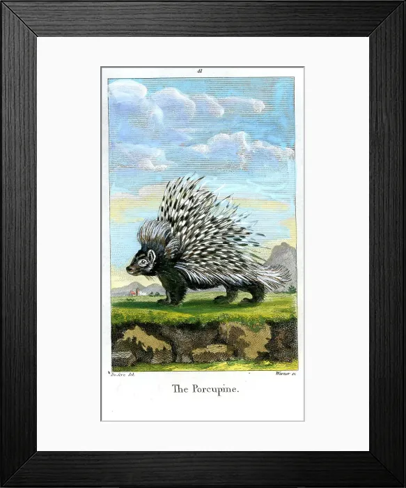 Framed Print : Porcupine Framed Print : Porcupine