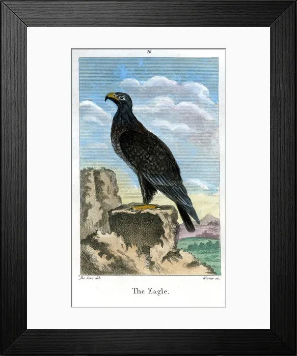 Framed Print : Eagle Framed Print : Eagle